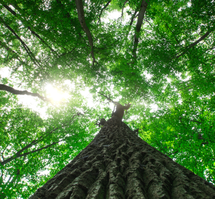 trees