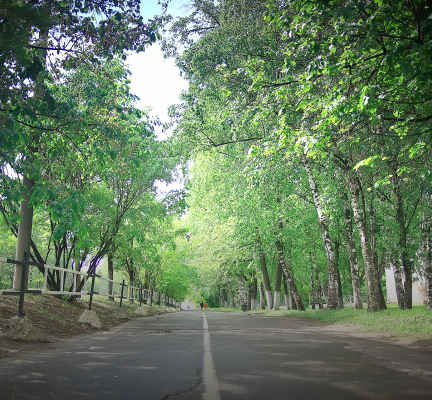Avenue Trees