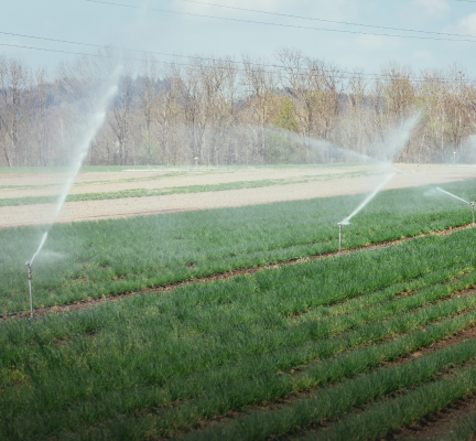Drip Irrigation